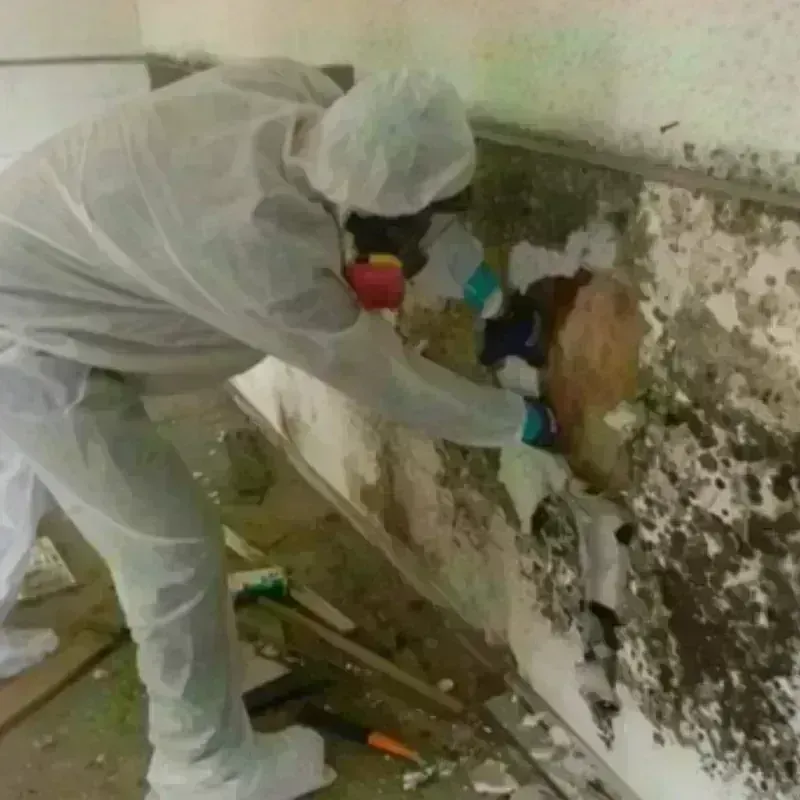 Mold Remediation and Removal in Palm City, FL